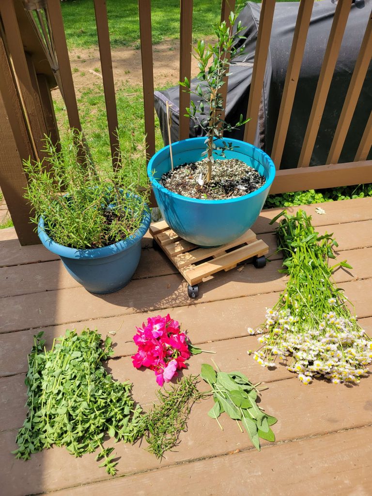 Potted rosemary with her cuttings around it.